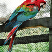 Red-and-green Macaw